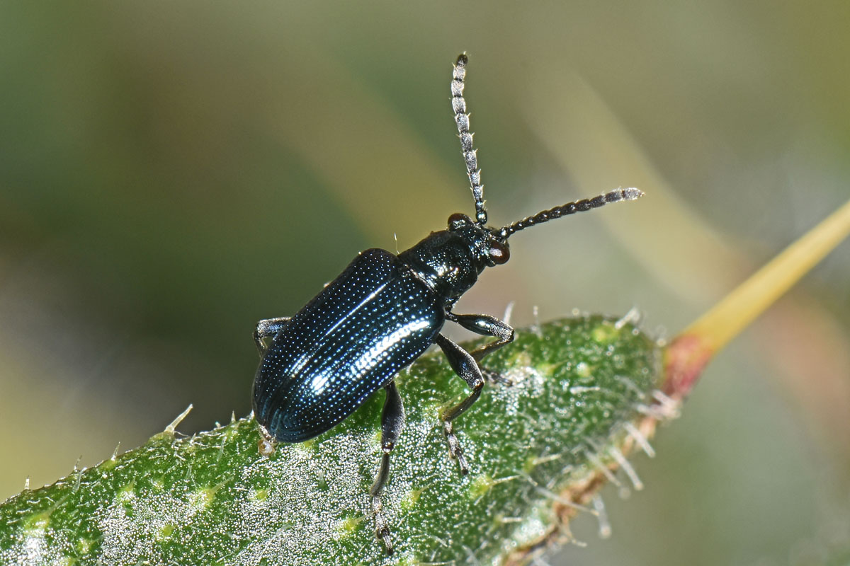 Chrysomelidae: Lema cyanella? Sì.